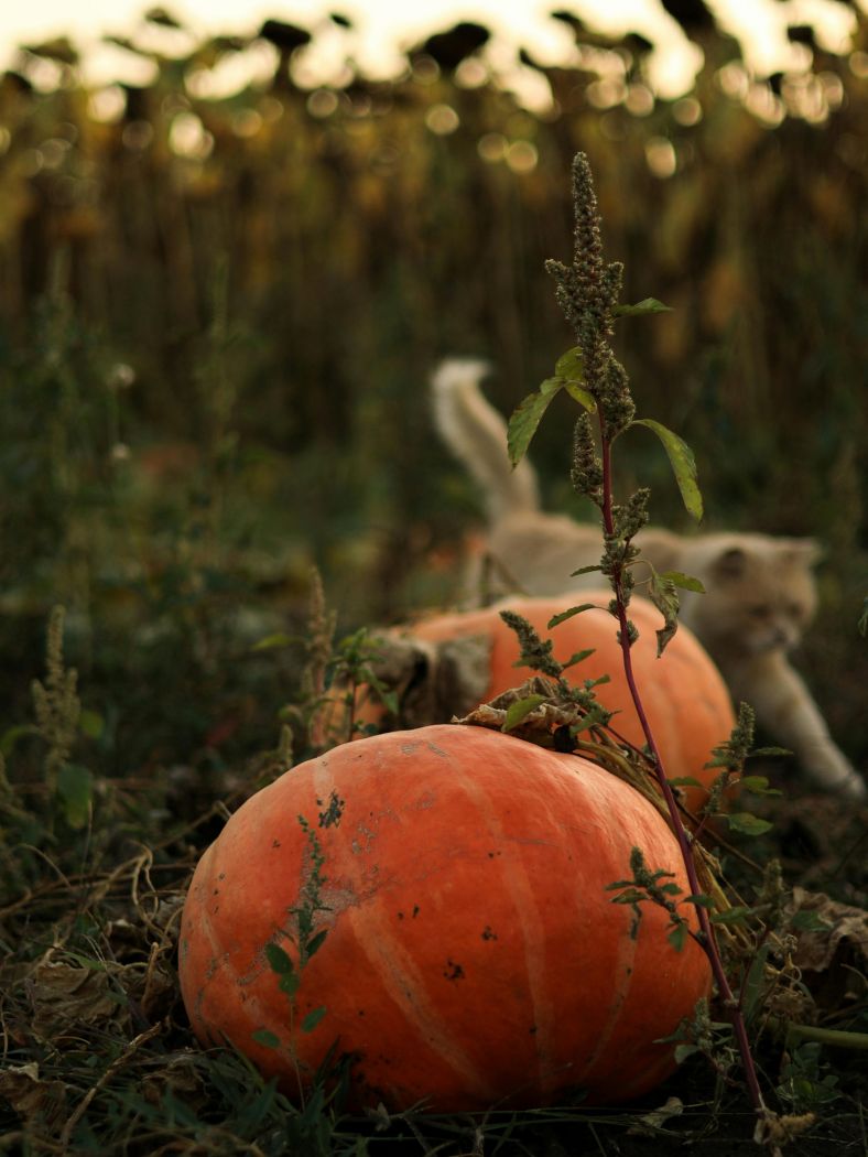 Herbstgemüse Oktober